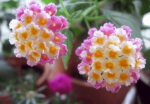 如意花有毒吗?如意花适合在家养吗?