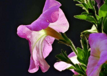 牵牛花的种子怎么种?注意这些会让花朵更漂亮!