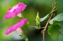 牵牛花的花语是什么?它竟有这样美丽的传说!