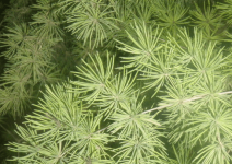 蓬莱松的风水作用！蓬莱松的这些风水作用你知道吗？