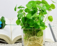 铜钱草要怎么水培?水培铜钱草一定要注意这几点!