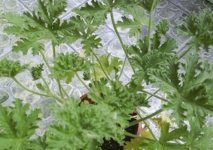 驱蚊草有毒吗?驱蚊草又适合放在卧室吗?