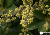 花叶鹅掌柴有什么花语？原来它的花语那么美！
