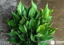 广东万年青能开花吗？你见过广东万年青开的花吗？