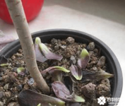 黑法师掉叶子怎么办？注意这几个方面就能应对这个问题！