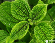 皱叶冷水花有毒吗？皱叶冷水花怎么养呢？