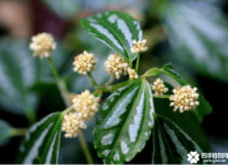 冷水花花语是什么？冷水花花语介绍！
