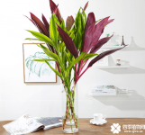 朱蕉和富贵竹一起养可以吗？朱蕉和富贵竹在一起怎么养呢？