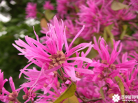 红花檵木的花语是什么？红花檵木花语介绍！