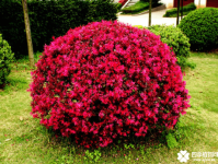 红花檵木花期是什么时候？红花檵木花期介绍！