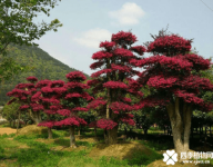 红花檵木多少钱一棵？红花檵木怎么养呢？