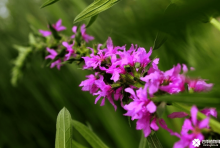 千屈菜花期是是什么时候？千屈菜什么时候开花？