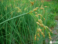 水葱是什么？水葱属于什么植物？