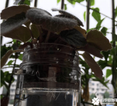 虎耳草可以水培吗？虎耳草水培方法介绍！