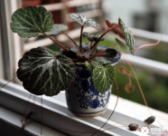 虎耳草盆栽怎么养？虎耳草盆栽养殖方法介绍！