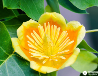 鹅掌楸什么时候开花？鹅掌楸花期介绍！