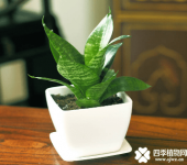 虎皮兰的养殖方法和注意事项j介绍！想要养好虎皮兰这些你一定要了解！