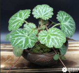 虎耳草的养殖方法介绍!虎耳草怎么养可以爆盆?