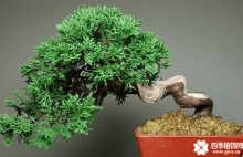 ​龙柏盆景如何养护？龙柏盆景养护方法介绍！
