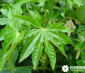 八角金盘病害介绍！带你了解八角金盘的常见病害以及处理方法！