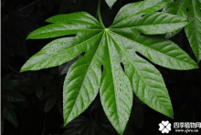 八角金盘的风水作用有哪些？八角金盘风水作用介绍