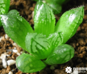 水晶掌是怎么繁殖？水晶掌繁殖方法介绍！