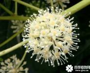 八角金盘的花语及寓意是什么？八角金盘花语及寓意介绍！