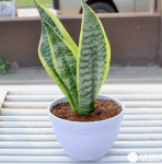 虎皮兰适合放在卧室吗？虎皮兰放在卧室对我们有好处吗？