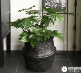 八角金盘养殖方法及注意事项介绍！简单易学的方法赶紧收藏起来吧！