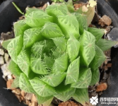 水晶掌是玉露吗？水晶掌和玉露是一种植物吗？