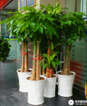 发财树和发财王的区别是什么？他们是不同的植物吗？