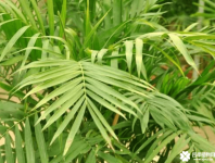 夏威夷竹叶子发黄的原因有哪些？我们该如何防止它的叶子发黄？