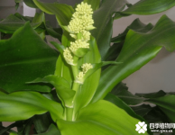 螺纹铁花语是什么？螺纹铁的花语寓意介绍！