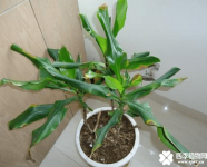 螺纹铁叶子发黄怎么办？螺纹铁叶子发黄原因及处理方法介绍！