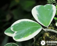 心叶球兰的养殖方法注意事项介绍！心叶球兰怎么养？