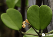 心叶球兰的花语是什么？心叶球兰花语介绍！