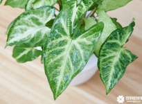 合果芋有毒吗？合果芋会对我们有什么影响吗？