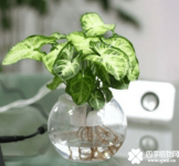 合果芋能放入水中吗？合果芋放在水中会死吗？