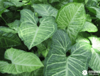 合果芋的花语是什么？合果芋的花语介绍！