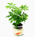 鹅掌木和鸭掌木的区别在那里？看完这些你就知道了啊！