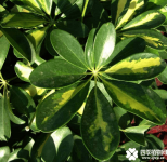 鸭掌木的风水及寓意介绍！鸭掌木风水作用及摆放讲究介绍！