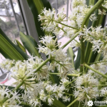 也门铁开花吗？你见过也门铁开花吗？