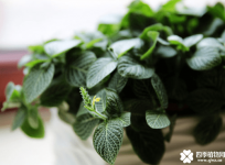 网纹草的花语是什么？网纹草的花语介绍！