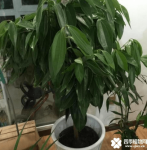 元宝树叶子下垂是怎么回事？可能就是这个你没有做好导致的哦！