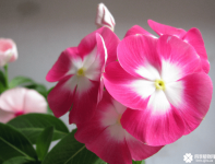 长春花的花期是什么时候？长春花花期介绍！
