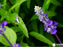 鼠尾草的花语是什么？鼠尾草的花语及传说介绍！