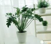 植物春雨有那些好处？养了这么久的春雨你知道吗？