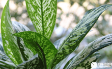 银皇后和万年青的区别有哪些？掌握这些方法就能区别