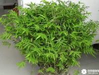 凤尾竹和散尾葵哪个贵？同样的价格你会选择买那种呢？