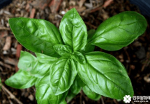 罗勒的种植方法介绍！掌握这些就可以轻松种植罗勒！